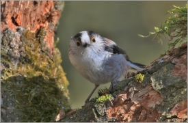 <p>MLYNAŘÍK DLOUHOOCASÝ (Aegithalos caudatus) Šluknovsko /Long-tailed-tit - Schwanzmeise/</p>
